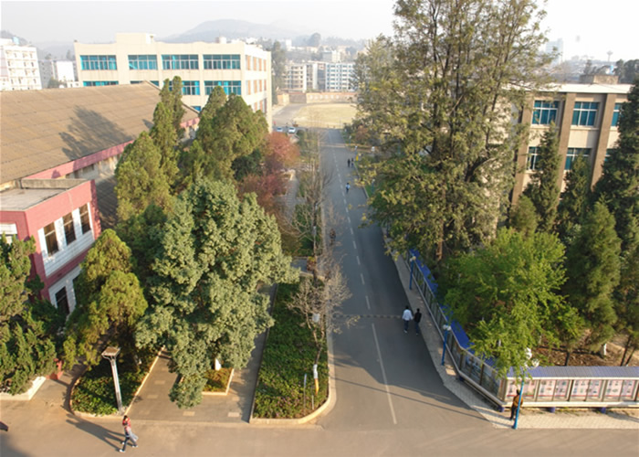 云南旅游職業學院_林蔭大道