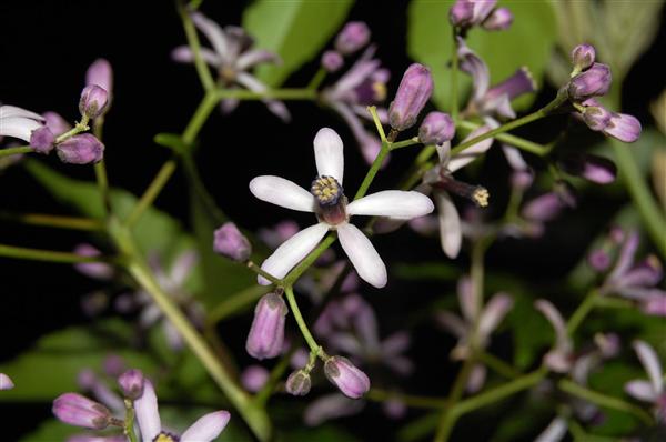云南中醫學院_楝