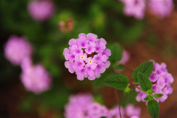 云南中醫學院_五色梅