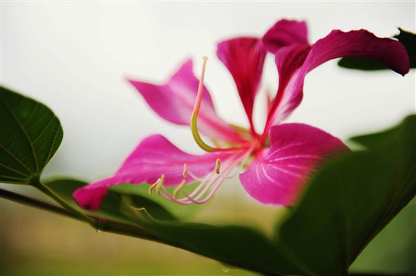 云南中醫學院_紅花羊蹄甲