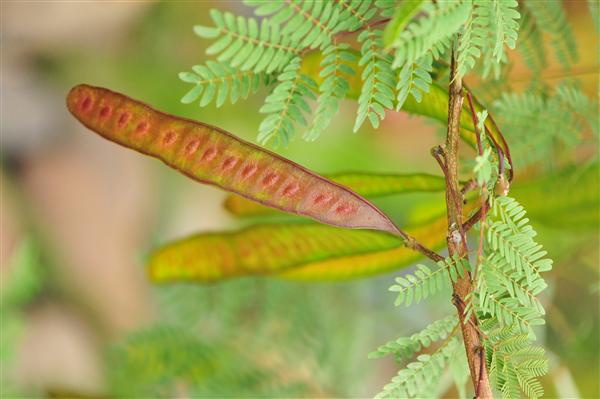 云南中醫學院_銀合歡果