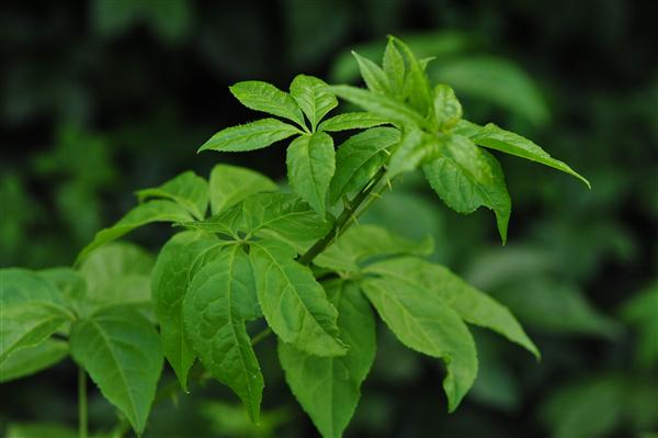 云南中醫學院_刺五加