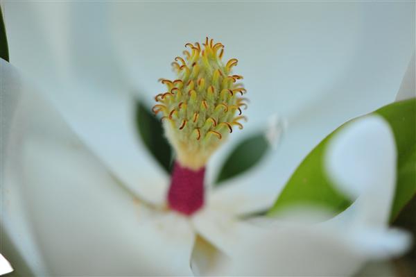 云南中醫學院_廣玉蘭