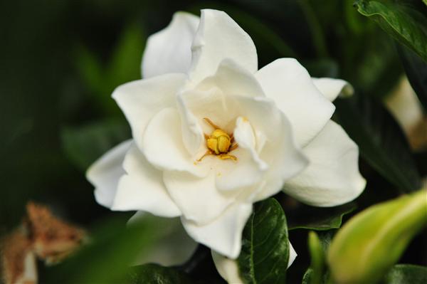 云南中醫學院_梔子