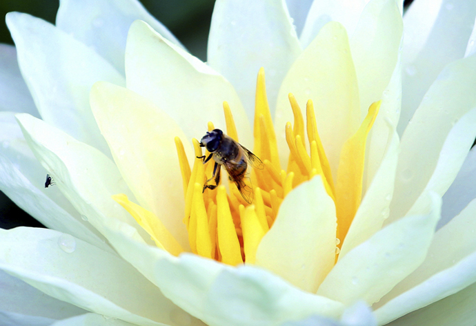云南經濟管理學院_采蜂忙